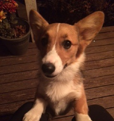 Daisy - Corgi Owner: Mather in Memphis, Tennessee